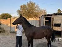 گھوڑا, گھوڑے — تصویر 1