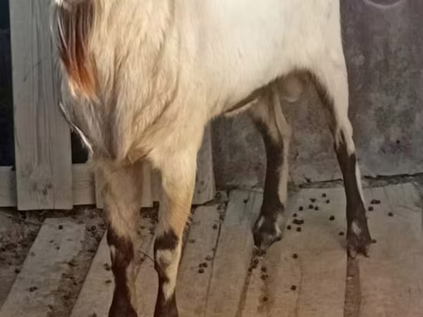 ፍየል, Alpine goat