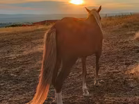 Kuda betina, Horses — foto 2