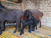 Oveja, Hissar sheep — foto 2