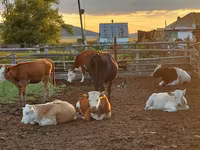 Cow, Cattle — photo 3