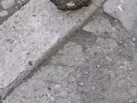 Chickens — foto 3