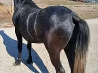 Caballo, Caballos — foto 4