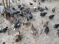 Ducks — عکس 5