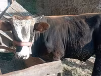 Bulle, Swiss cattle — Foto 2