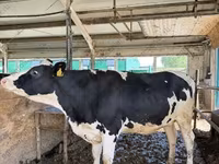 Tehén, Holstein fajta — 8. fotó