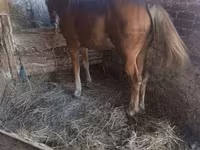 Cheval, Chevaux — photo 1