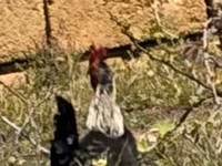 Chickens — Foto 5