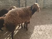 قوچ, گوسفند — عکس 4