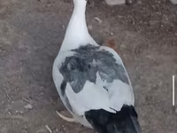 Ducks — ფოტო 6