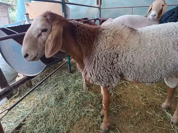 Baran, Arashan sheep