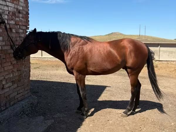 اسب نر, Arabian horse