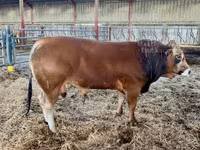 سانڈ, Partenaise cattle — تصویر 6