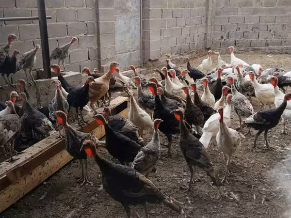 Turkeys