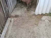 ወንድ አሣማ, Дюрок — ፎቶ 2