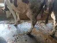 Vacă, Bovine — foto 4