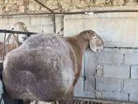 Vædder, Arashan sheep — foto 8