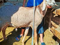Montone, Arashan sheep — foto 2