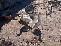 Geese — الصورة 3