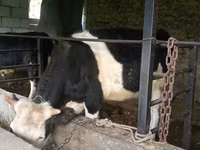 Banteng, Simmental cattle — foto 3