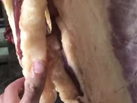 اسب نر, اسب — عکس 3