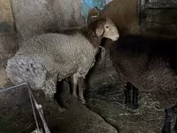 แกะตัวผู้, Rhon sheep — รูปภาพ 2