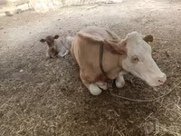 گاو ماده, Simmental cattle — عکس 3