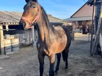 Hing, Nonius horse — 6. fotó