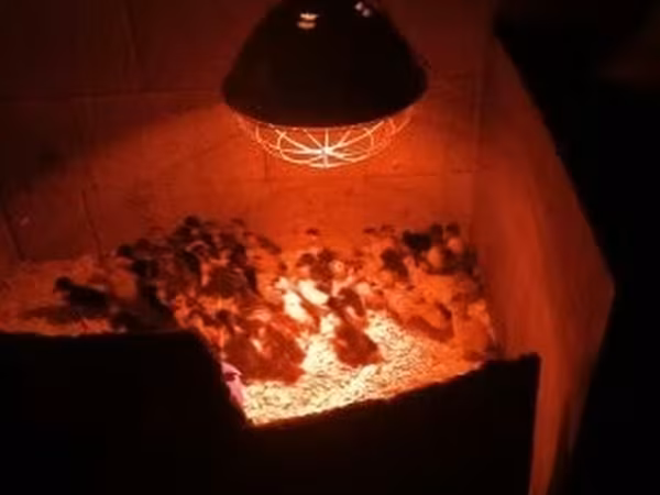 Německý pekin