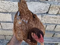 Guinea fowl — 사진 8