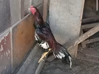 Chickens — fotografija 2