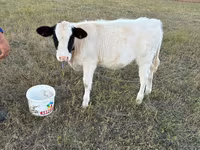 Lo’, Cattle — sawirka 3