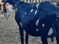 Get, Nubian Goat — foto 2