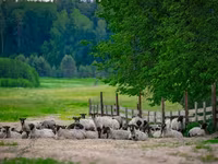 公羊, Romanov sheep — 照片 2