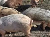 Cinghiale, Maiali — foto 2