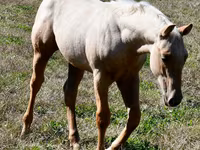 Адуу, Quarter Horse — 8 зураг