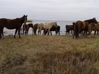 Азаргагүй морь, Horse breed — 5 зураг