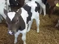 سانڈ, Simmental cattle — تصویر 4
