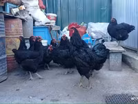Chickens — عکس 3