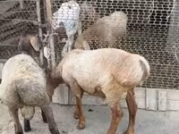 Kambing jantan, Rhon sheep — foto 3