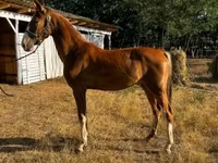 Yegua, Dutch warmblood horse — foto 1