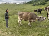 Bull, Brown Carpathian breed — photo 2