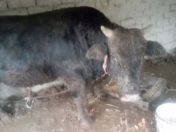 Bovinos (lote, sexo no especificado), Ganado vacuno — Uzbekistán