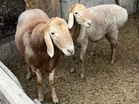 Baran, Arashan sheep — zdjęcie 4