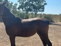 Klisna, Nonius horse — foto 4