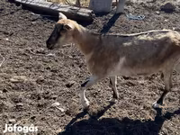 بز ماده, بز — عکس 5