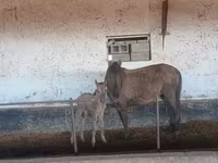 Klisna, Koně — foto 2