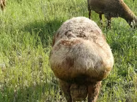 كبش, الأغنام — الصورة 3