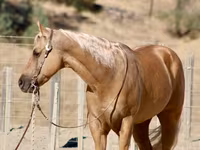 Kuda jantan, Quarter Horse — foto 7