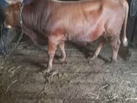 Bou, Bovine — foto 3